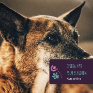 Podstawowa opieka nad psim seniorem - kurs online