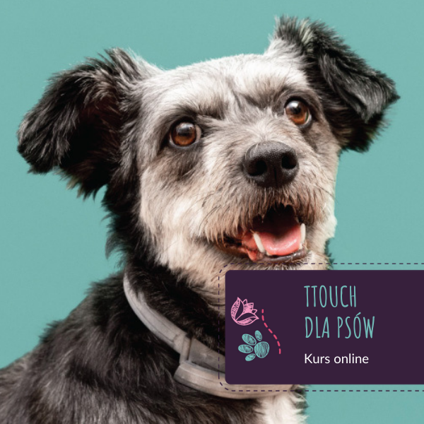 kurs TTouch dla psów