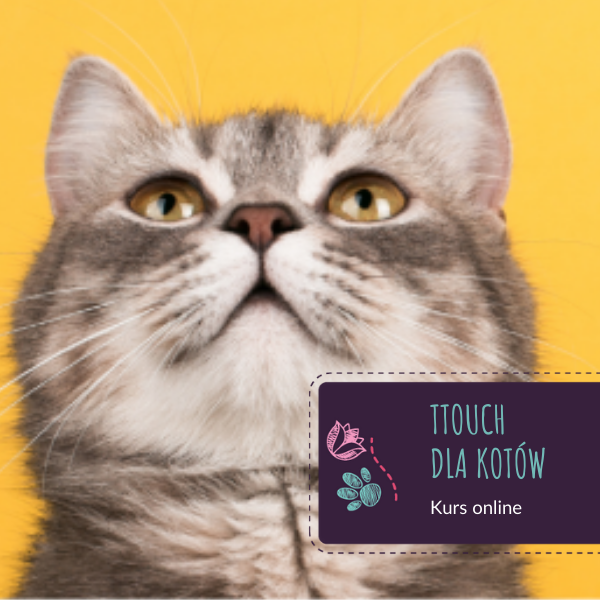 TTouch dla kotów
