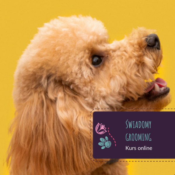 Świadomy Grooming - kurs online