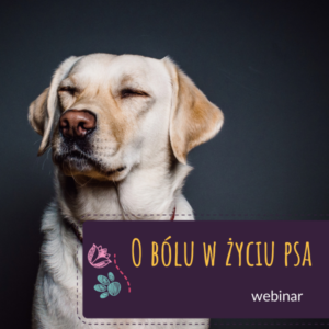 O bólu w życiu psa