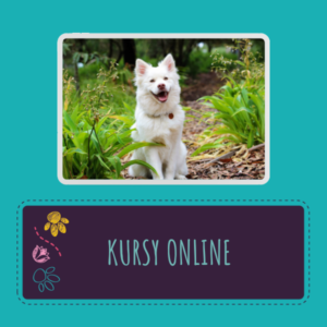 Kursy online