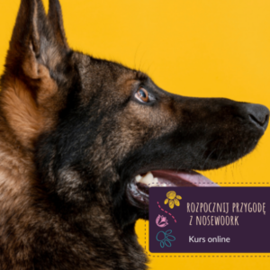 Rozpocznij przygodę z nosework - kurs online