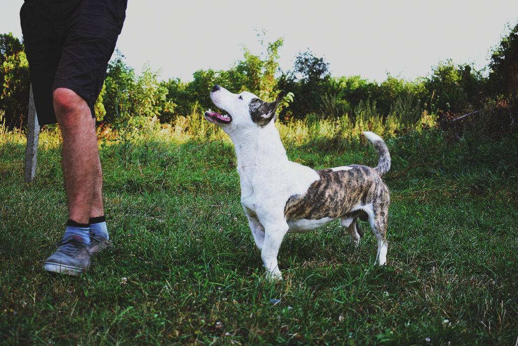 TENSIONS IN YOUR DOG'S BODY
