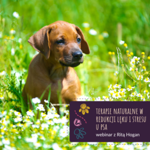 Webinar z zielarką psów, Ritą Hogan: "Terapie naturalne w redukcji lęku i stresu u psa"