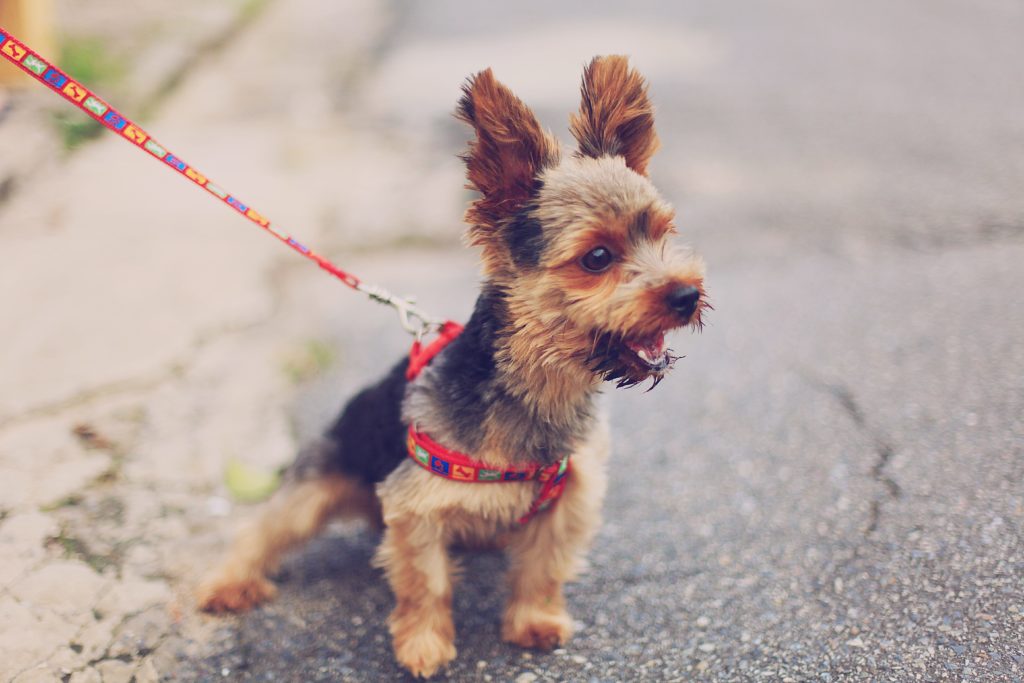 what to do when your dog pulls on a leash