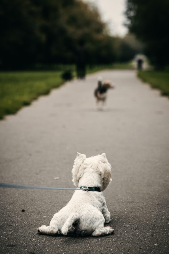 Dog staring at another dog on a walk does not want to go on