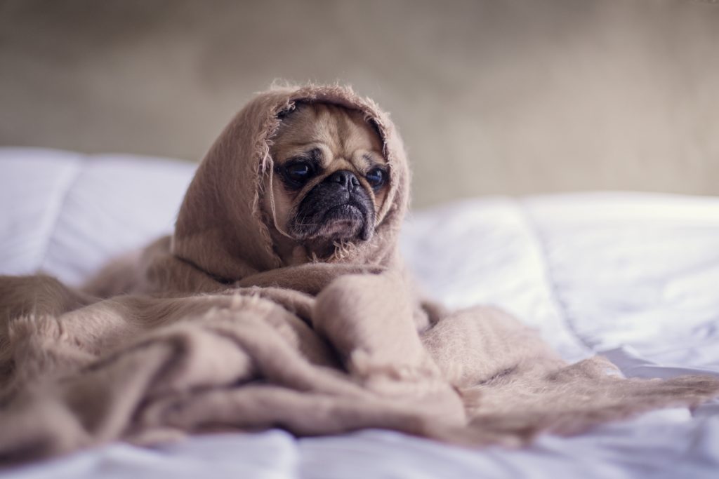 how to help a dog on New Year's Eve